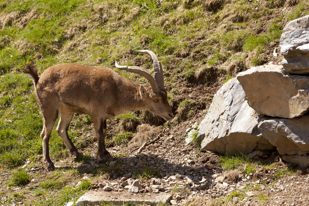 El Parque Nacional de Cabañeros lleva a cabo el primer censo de cabra montés